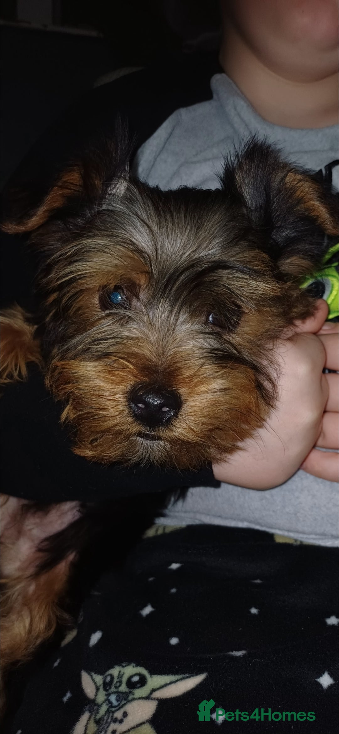 Yorkshire Terrier dogs for sale: 5 beautiful yorkshire terrier puppies for sale - Advert 3