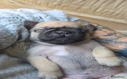 Mixed Breed dogs for sale: Mixed breed puppies for sale - Image 2
