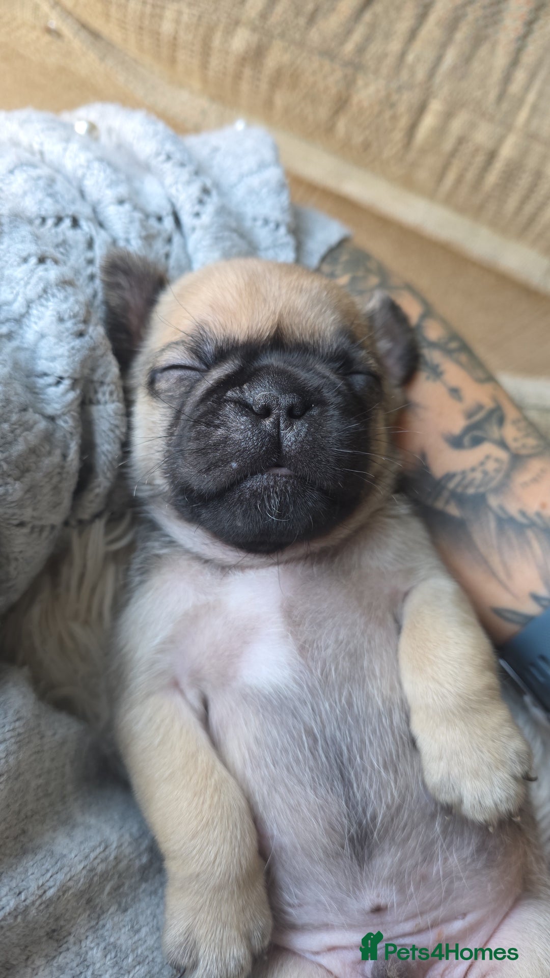 Mixed Breed dogs for sale: Mixed breed puppies for sale - Image 2