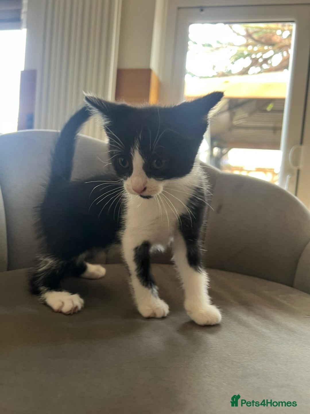 Domestic Shorthair cats for sale: Kittens - Image 2