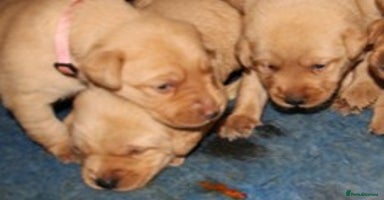 Labrador Retriever dogs - Advert 7
