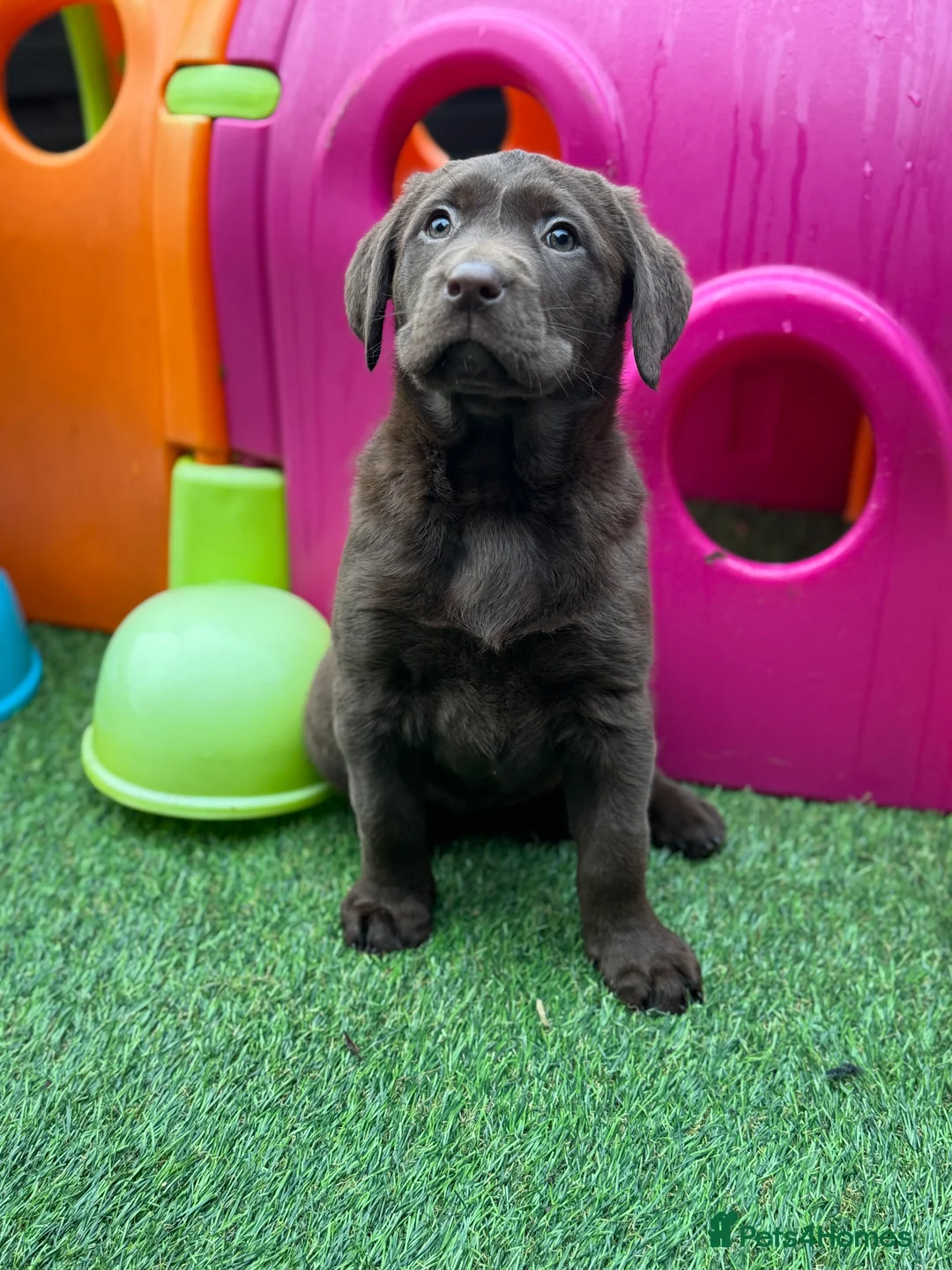 Labrador Retriever dogs for sale: Gorgeous Chunky Chocolate KC Girl - Advert 5