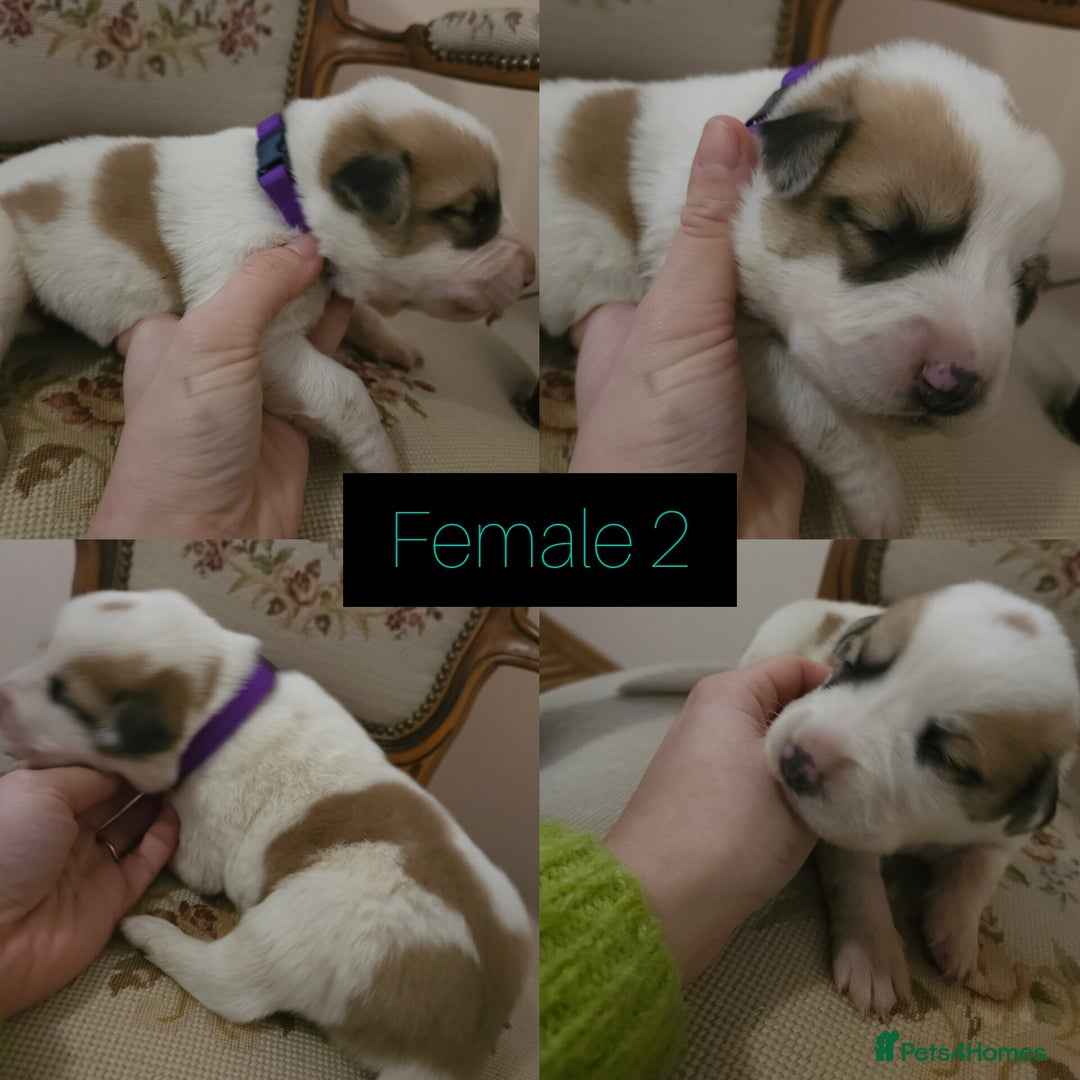 Central Asian Shepherd dogs for sale: Beautiful central Asian shepherd puppies - Advert 10