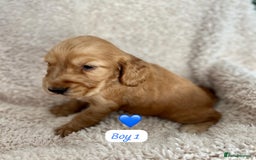 Cocker Spaniel dogs for sale: 🐾 Adorable Cocker Spaniel Puppies for Sale! 🐾  - Image 10