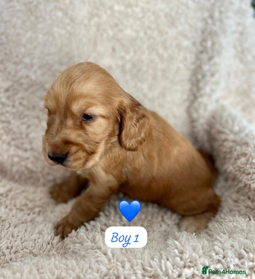 Cocker Spaniel dogs for sale: 🐾 Adorable Cocker Spaniel Puppies for Sale! 🐾  - Image 10