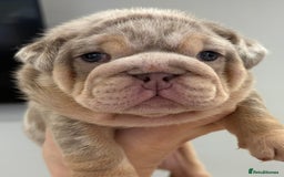 English Bulldog dogs for sale: Kc litter outstanding bloodlines bulldog pups  - Image 13