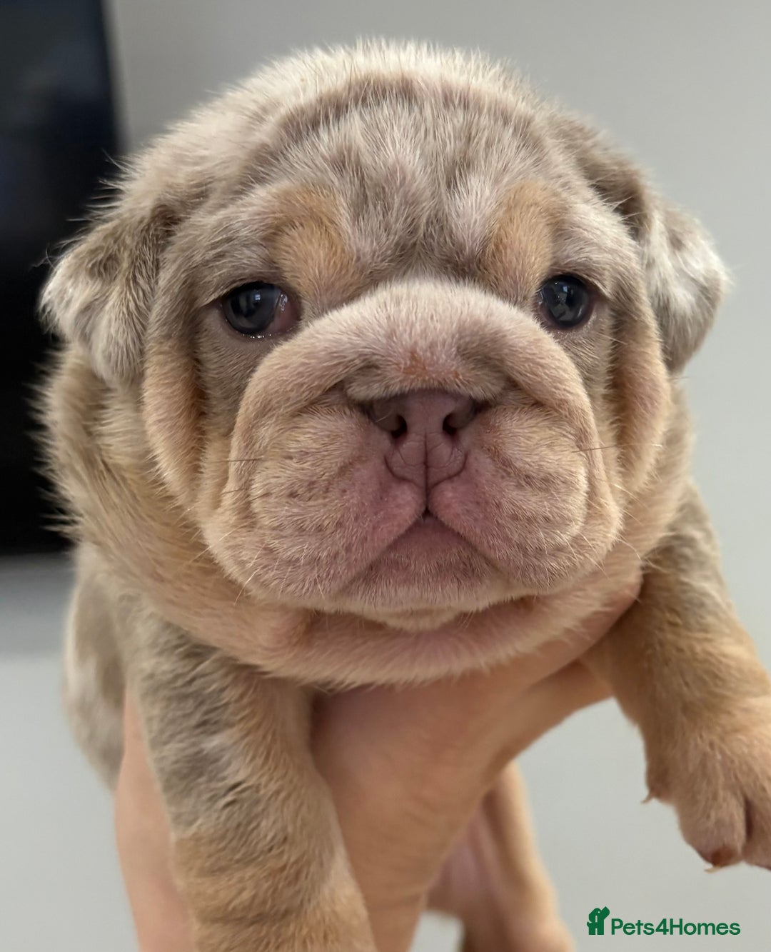 English Bulldog dogs for sale: Kc litter outstanding bloodlines bulldog pups  - Image 13