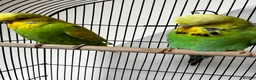 Budgerigars birds for sale: Beautiful Home Bred Young Budgies - Advert 4