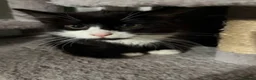 Mixed Breed cats for sale: Cat with kittens  - Advert 4