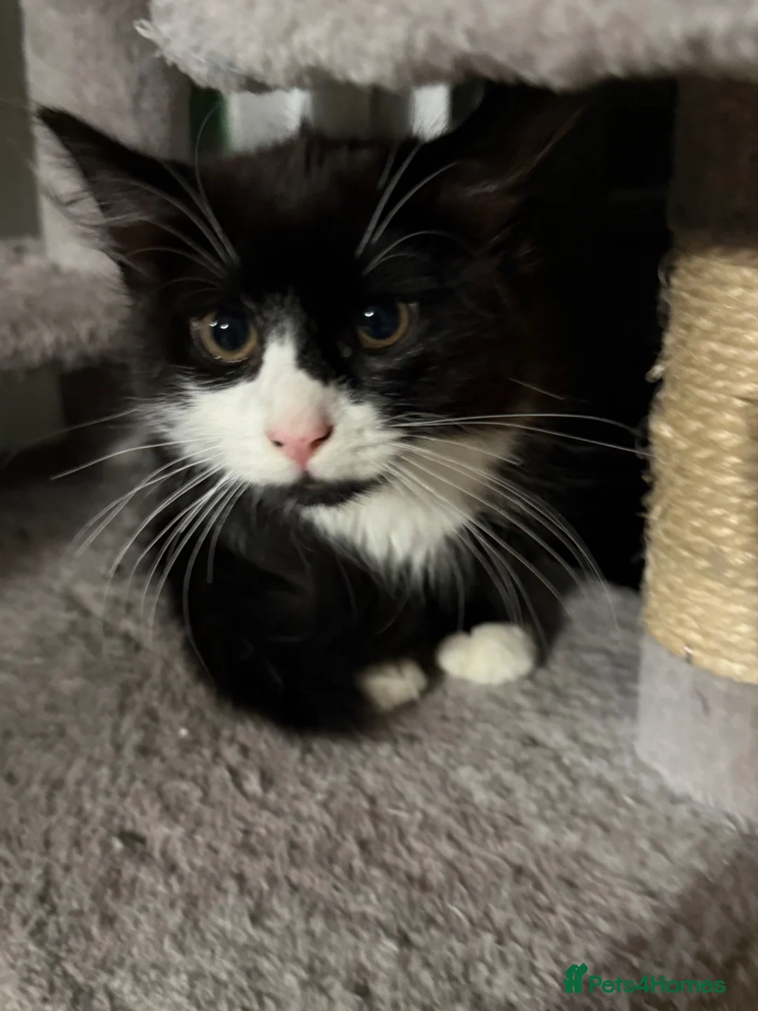 Mixed Breed cats for sale: Cat with kittens  - Advert 4