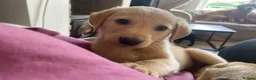 Mixed Breed dogs for sale: Lurcher puppies ready for forever homes - Advert 21