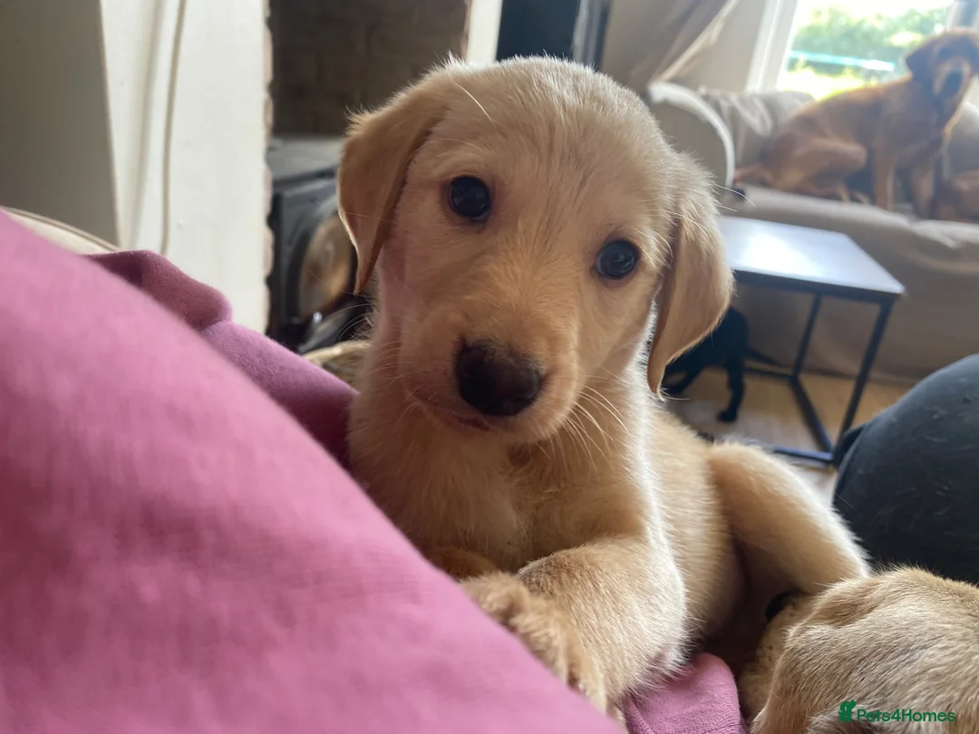Mixed Breed dogs for sale: Lurcher puppies ready for forever homes - Advert 21