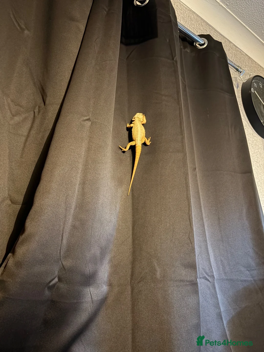 Bearded Dragon reptiles for sale: Bearded dragon  - Advert 5