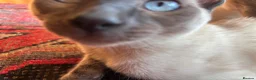 Tonkinese cats for sale: Superb Tonkdoll kittens - Advert 2