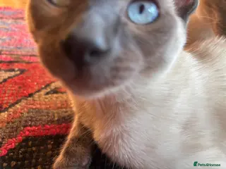Tonkinese cats Superb Tonkdoll kittens- the Ultimate Cat - Advert 17