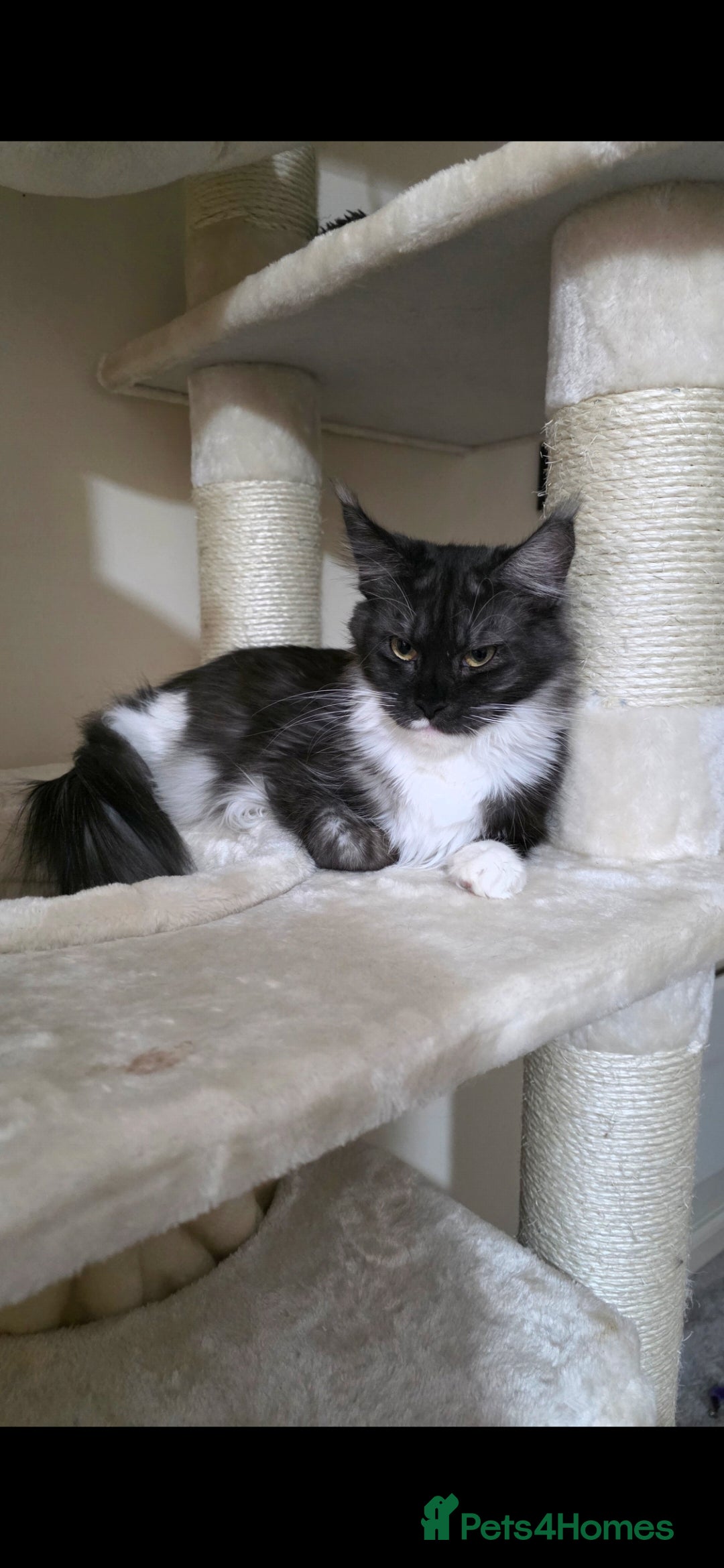 Maine Coon cats for sale: Female Maine Coon  - Advert 3