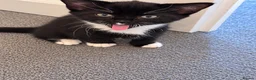 Mixed Breed cats for sale: Beautiful fluffy tuxedo kittens available now - Advert 4