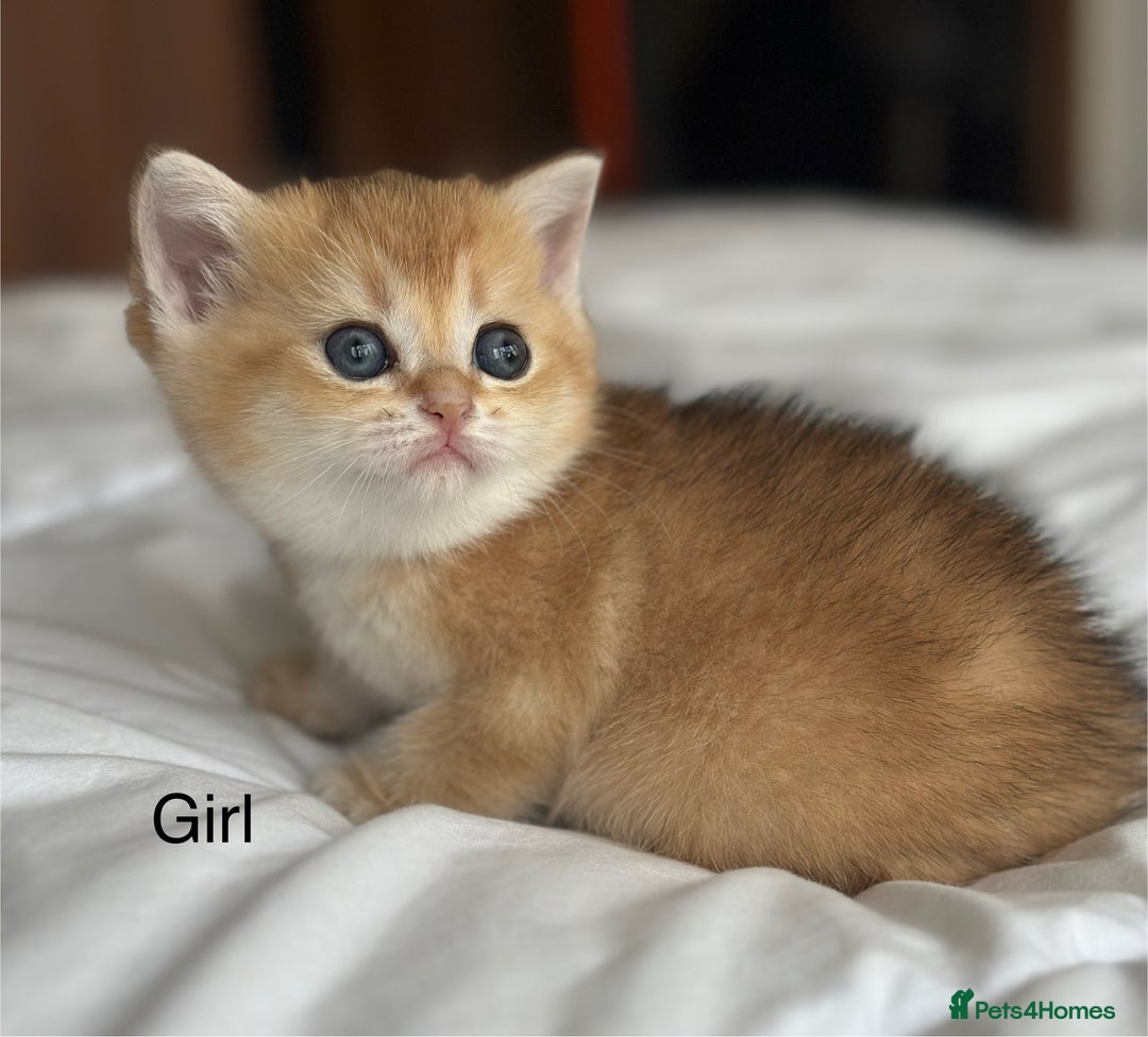 British Shorthair cats for sale: Stunning munchkin fur babies 😻🌼🌸🌺 - Image 13