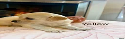 Golden Retriever dogs for sale:     Stunning KC Registered Golden Retriever Pups - Advert 17