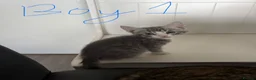 Mixed Breed cats for sale: Three brothers  - Advert 26