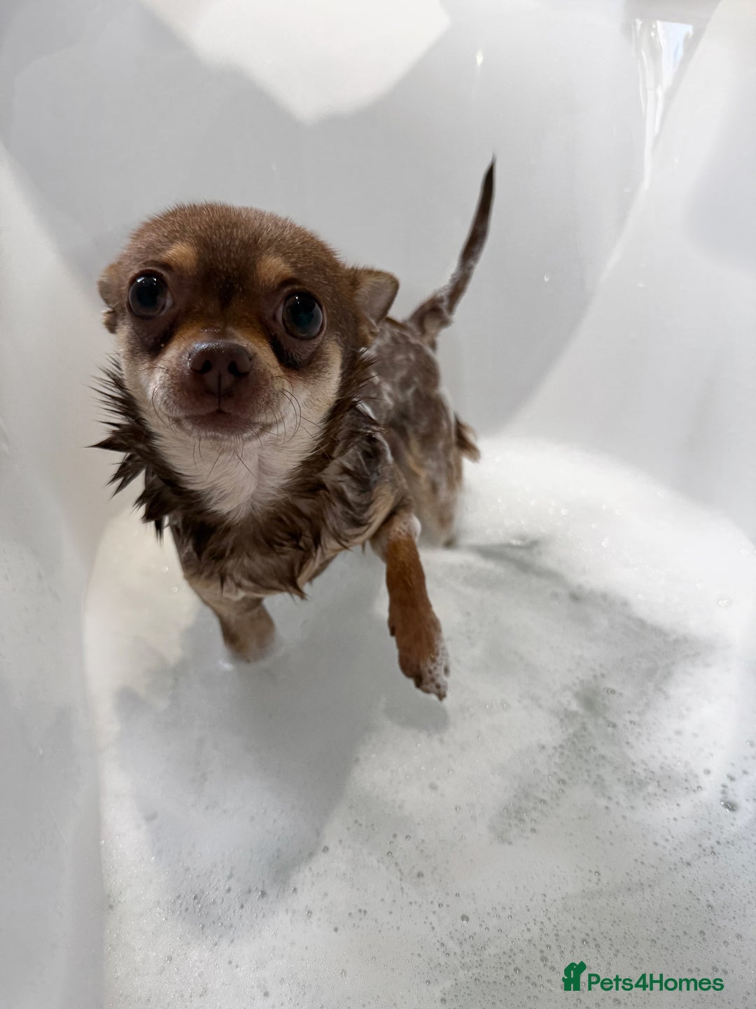 Chihuahua dogs for stud: STUD  in Anstruther - Advert 3