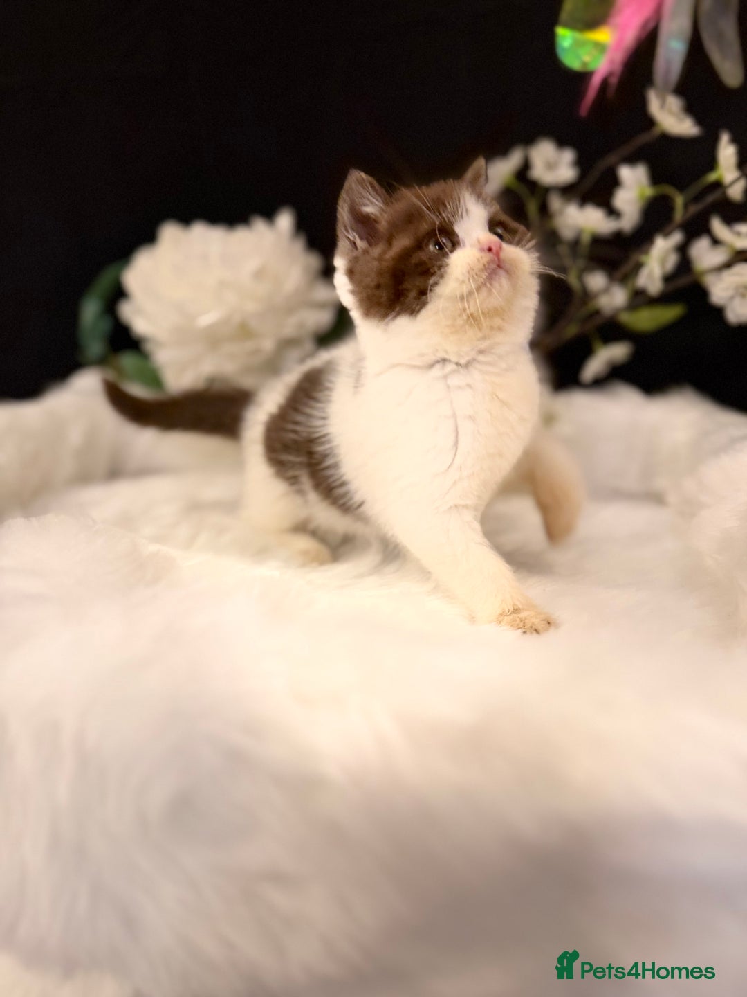 British Shorthair cats for sale: Full Pedigree Registered BSH - Advert 2