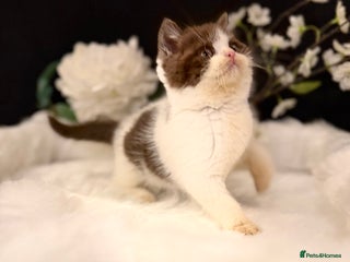 British Shorthair cats Full Pedigree Registered BSH - Advert 14