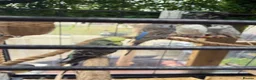 Budgerigars birds for sale: Budgerigar for sale in Harrow - Advert 1