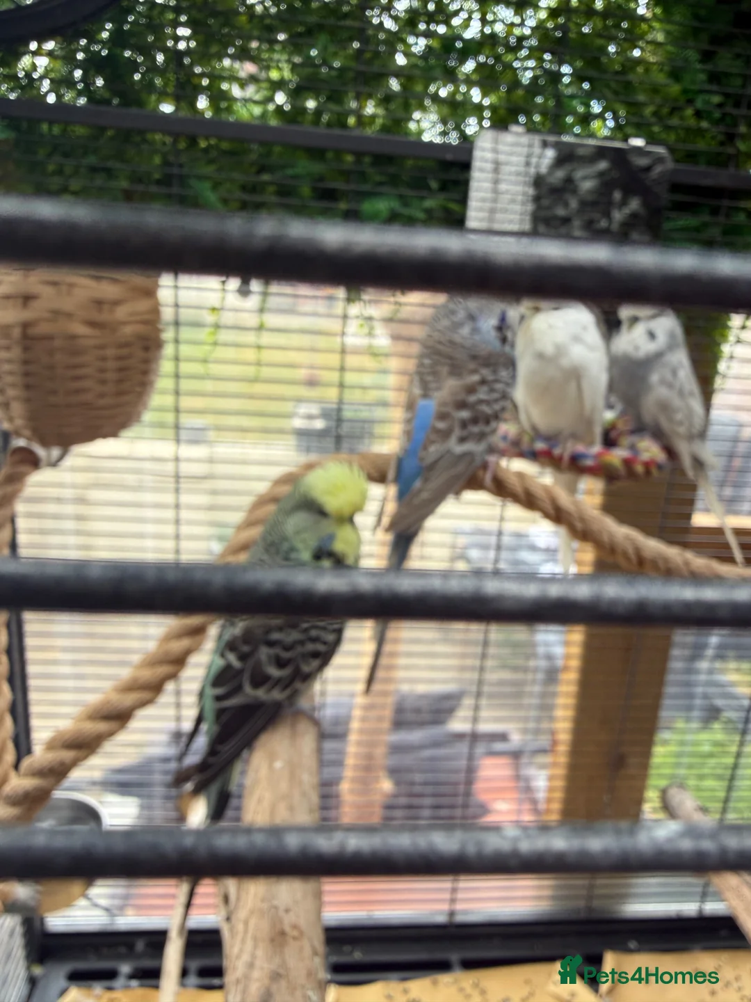 Budgerigars birds for sale: Budgerigar for sale in Harrow - Advert 1