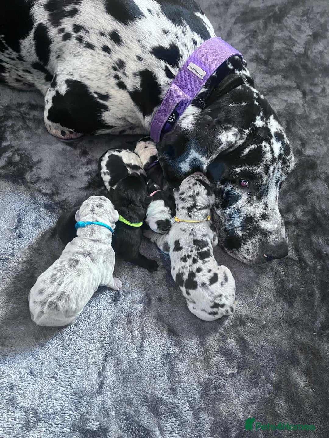 Great Dane dogs for sale: Stunning Great Dane puppies  - Advert 16