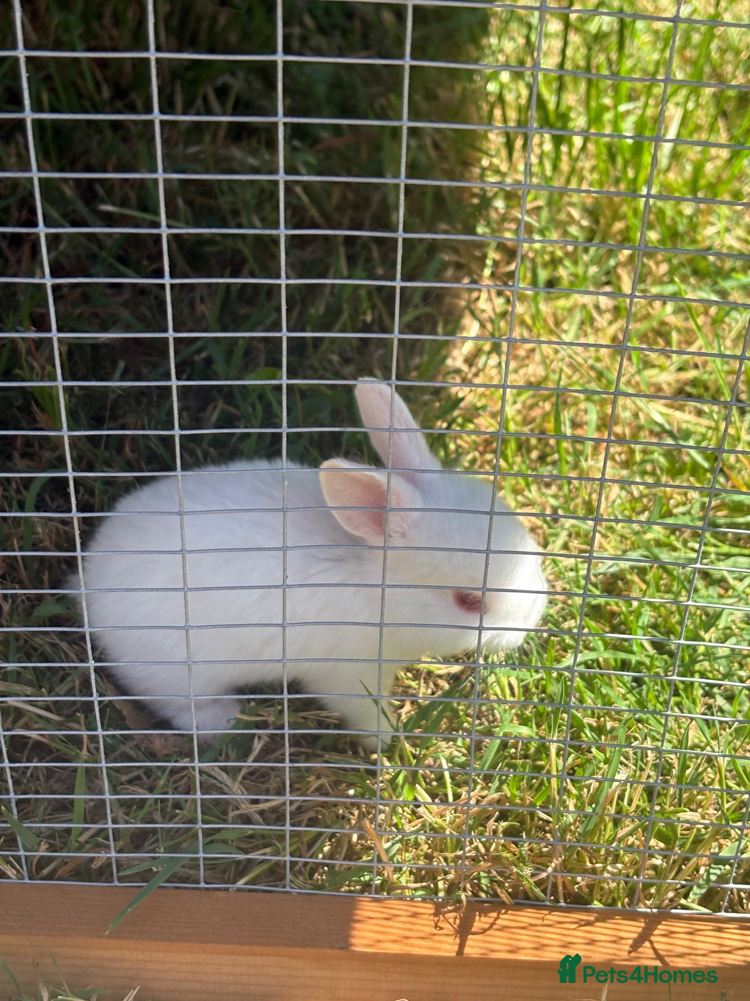 Mixed Breed rabbits 9 baby bunnies very soon ready for loving homes - Advert 5