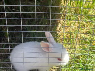 Mixed Breed rabbits 9 baby bunnies very soon ready for loving homes - Advert 5