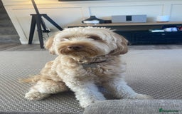 Australian Labradoodle dogs for sale: MALE Australian labradoodle 5 years old for sale - Image 3