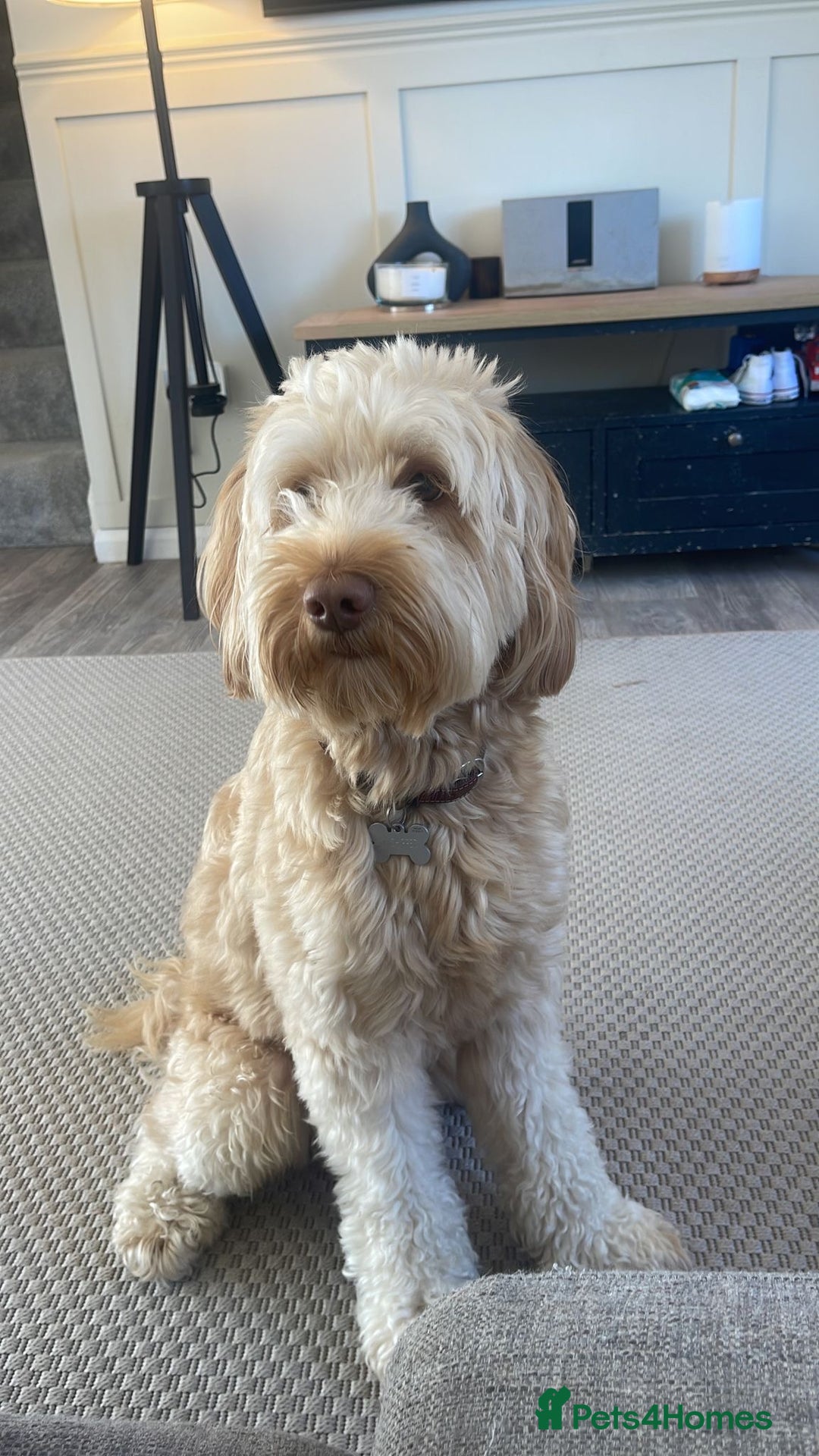 Australian Labradoodle dogs for sale: MALE Australian labradoodle 5 years old for sale - Image 3