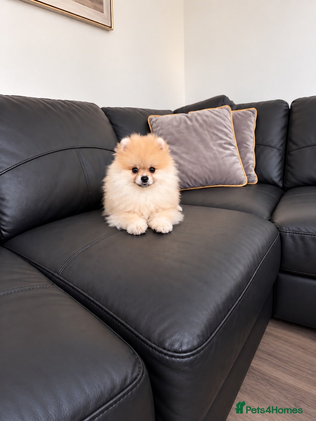 Pomeranian dogs 🔥Outstanding 🐻Teddy Bear 🏆 - Advert 1