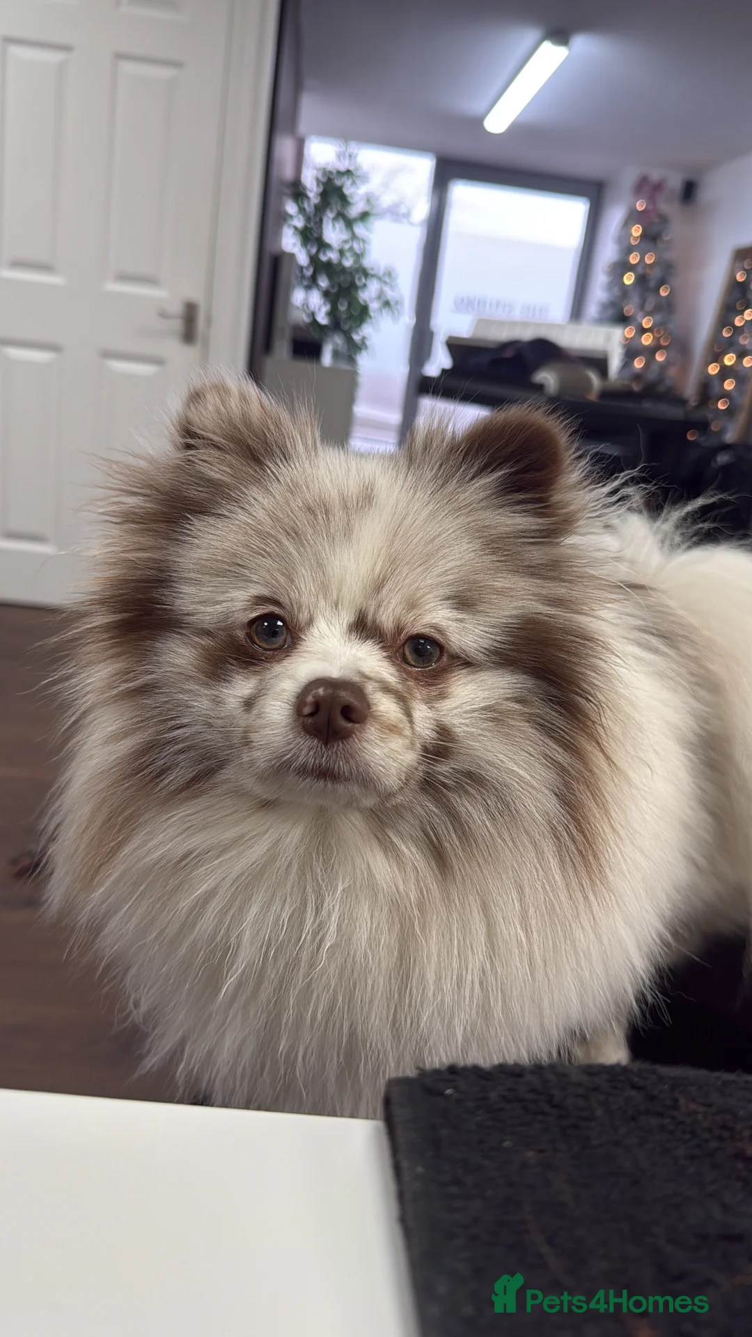 Pomeranian dogs for stud: Obi (for stud only)  - Advert 5