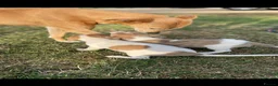 Lurcher dogs for sale: Lurcher puppies  - Advert 5