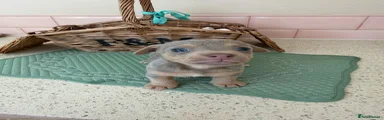 Jack Russell 4