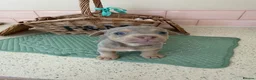 Jack Russell dogs for sale: Much Wenlock stunning puppy  - Advert 34