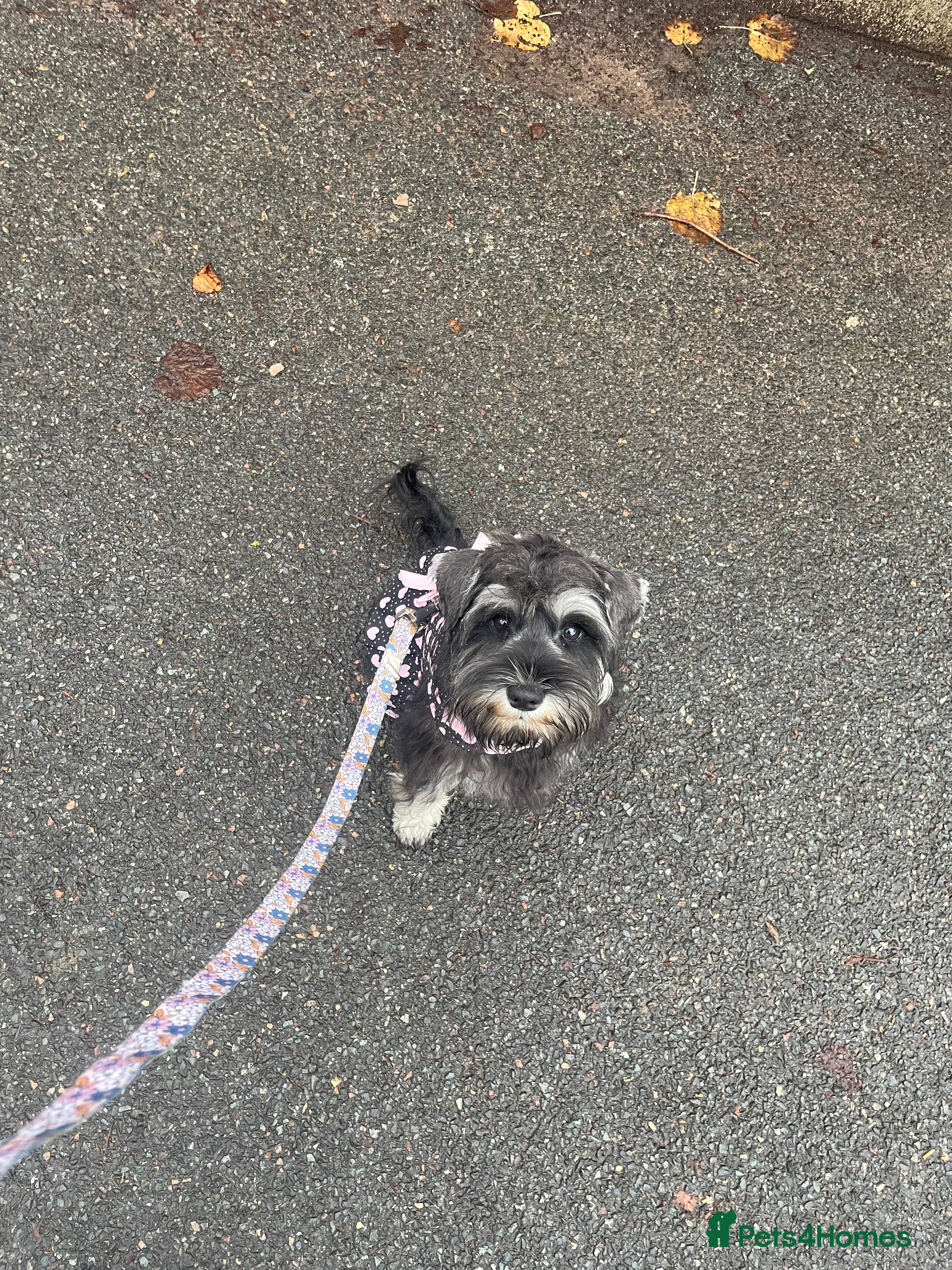 Miniature Schnauzer dogs Miniature schnauzer puppies ready now🐾 - Advert 12