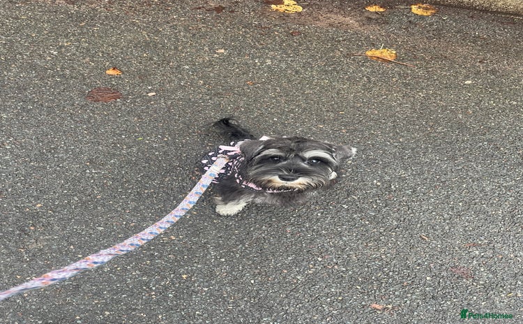 Miniature Schnauzer dogs Miniature schnauzer puppies ready now🐾 - Advert 7