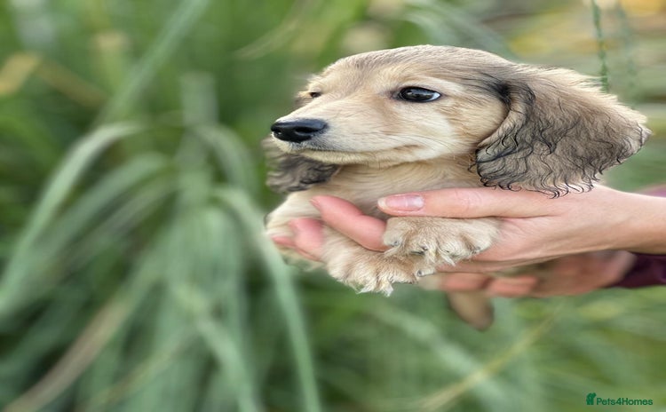 Miniature Dachshund dogs - Advert 1