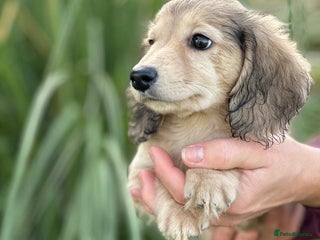 Miniature Dachshund dogs - Advert 14