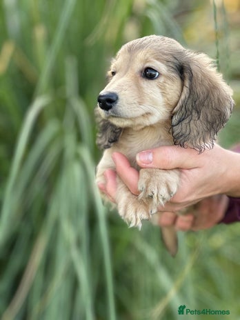 Miniature Dachshund dogs - Advert 1