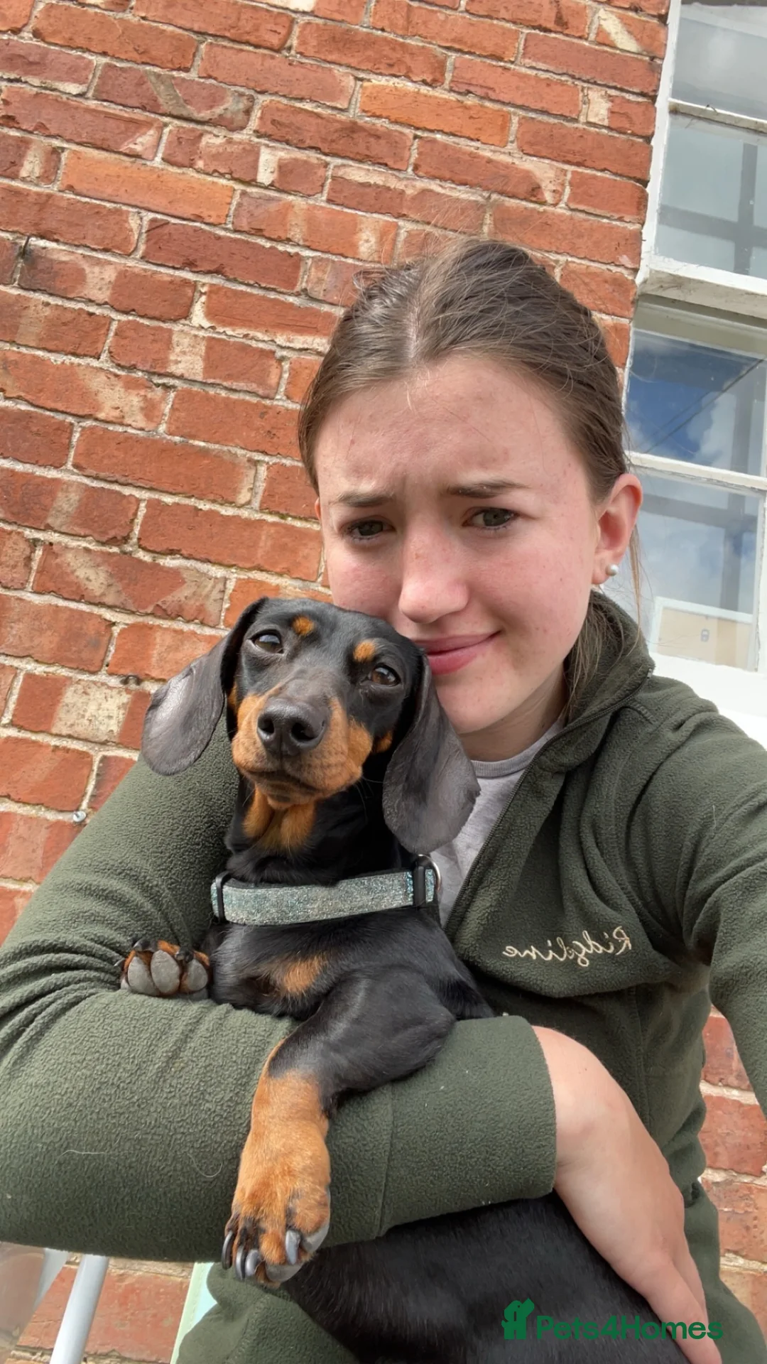 Miniature Dachshund dogs for sale: 4 Gorgeous Miniature Dachshund puppies - Advert 12