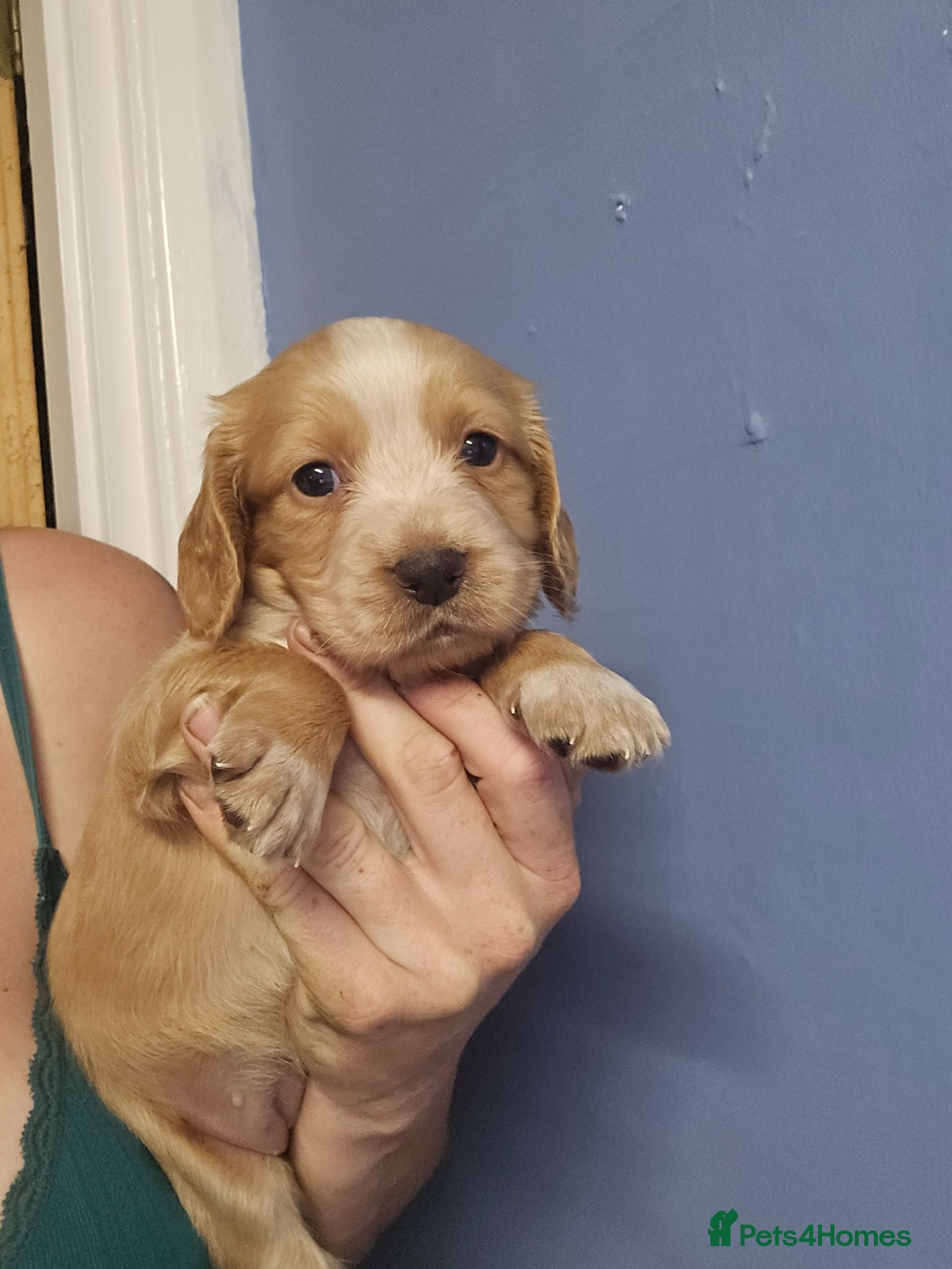 Cocker Spaniel dogs Cocker spaniel puppies 🐶  - Advert 16