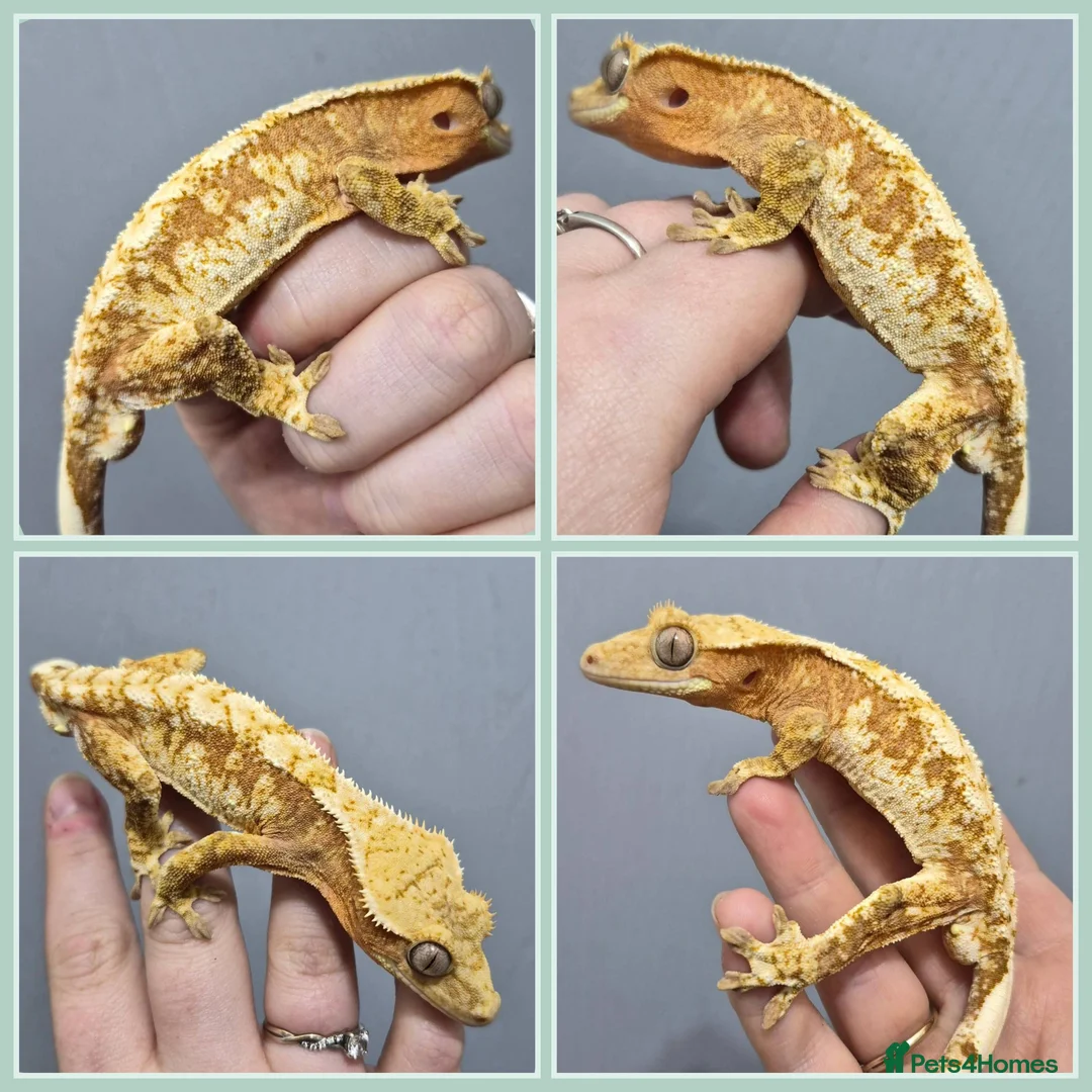 Gecko reptiles for sale: Various Crested Geckos - Advert 2