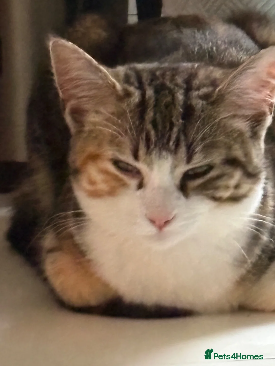 British Shorthair cats for sale: Kitten in London - Advert 2
