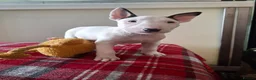 English Bull Terrier dogs for sale: Stunning english bull terrier pups - Advert 7