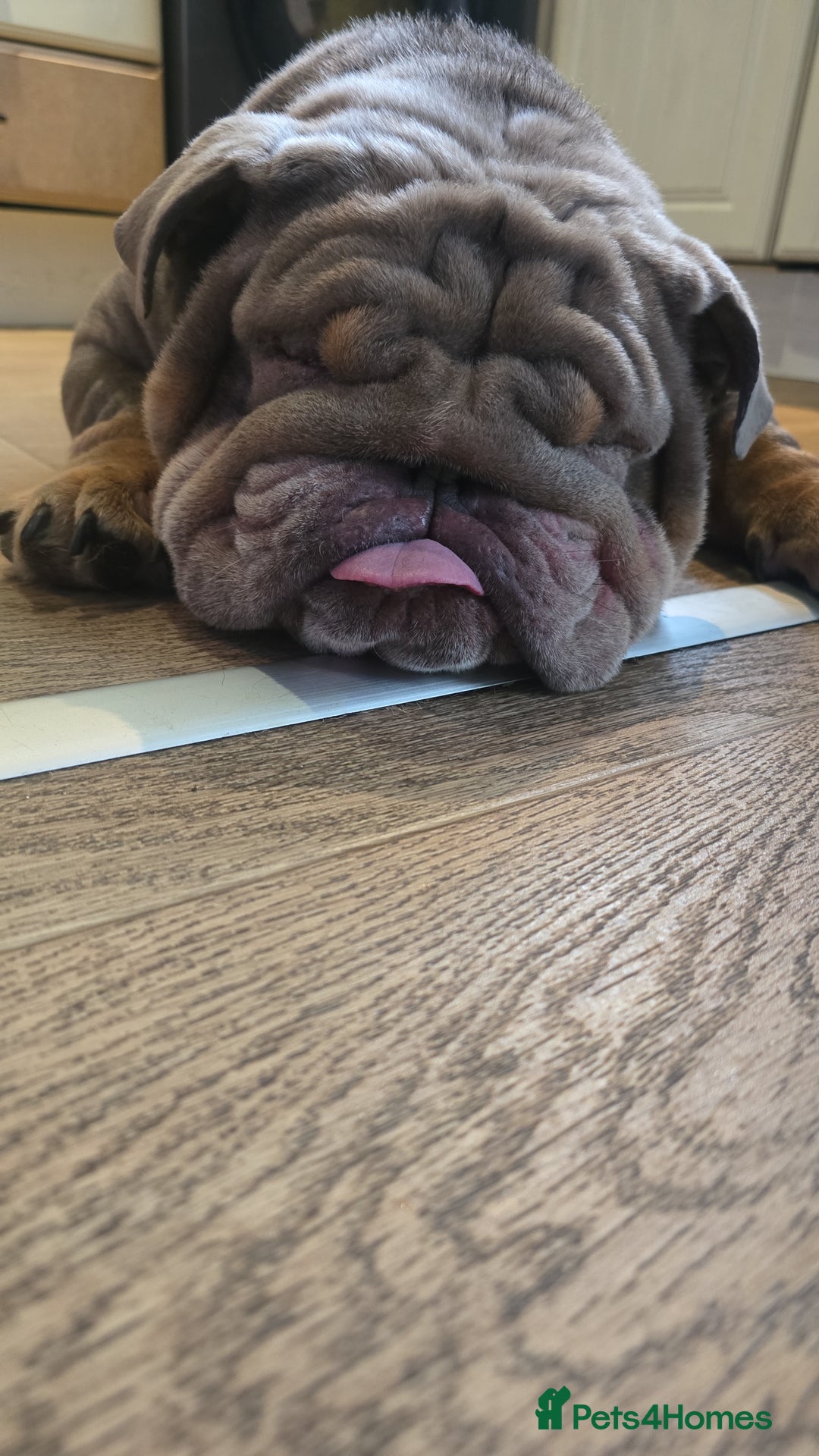 English Bulldog dogs for sale: English Bulldog - Image 2
